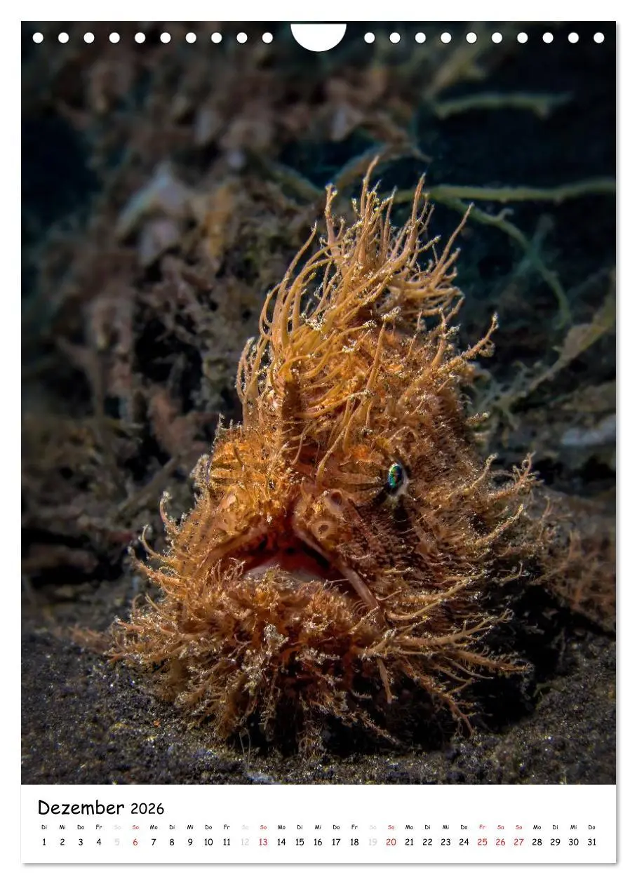 Bild: 9783516473698 | Abenteuer Tauchen (Wandkalender 2026 DIN A4 hoch), CALVENDO...