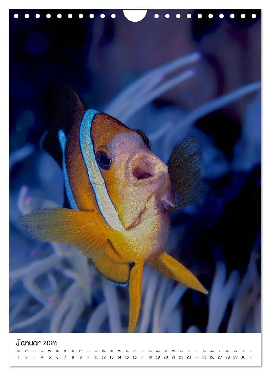 Bild: 9783516473698 | Abenteuer Tauchen (Wandkalender 2026 DIN A4 hoch), CALVENDO...