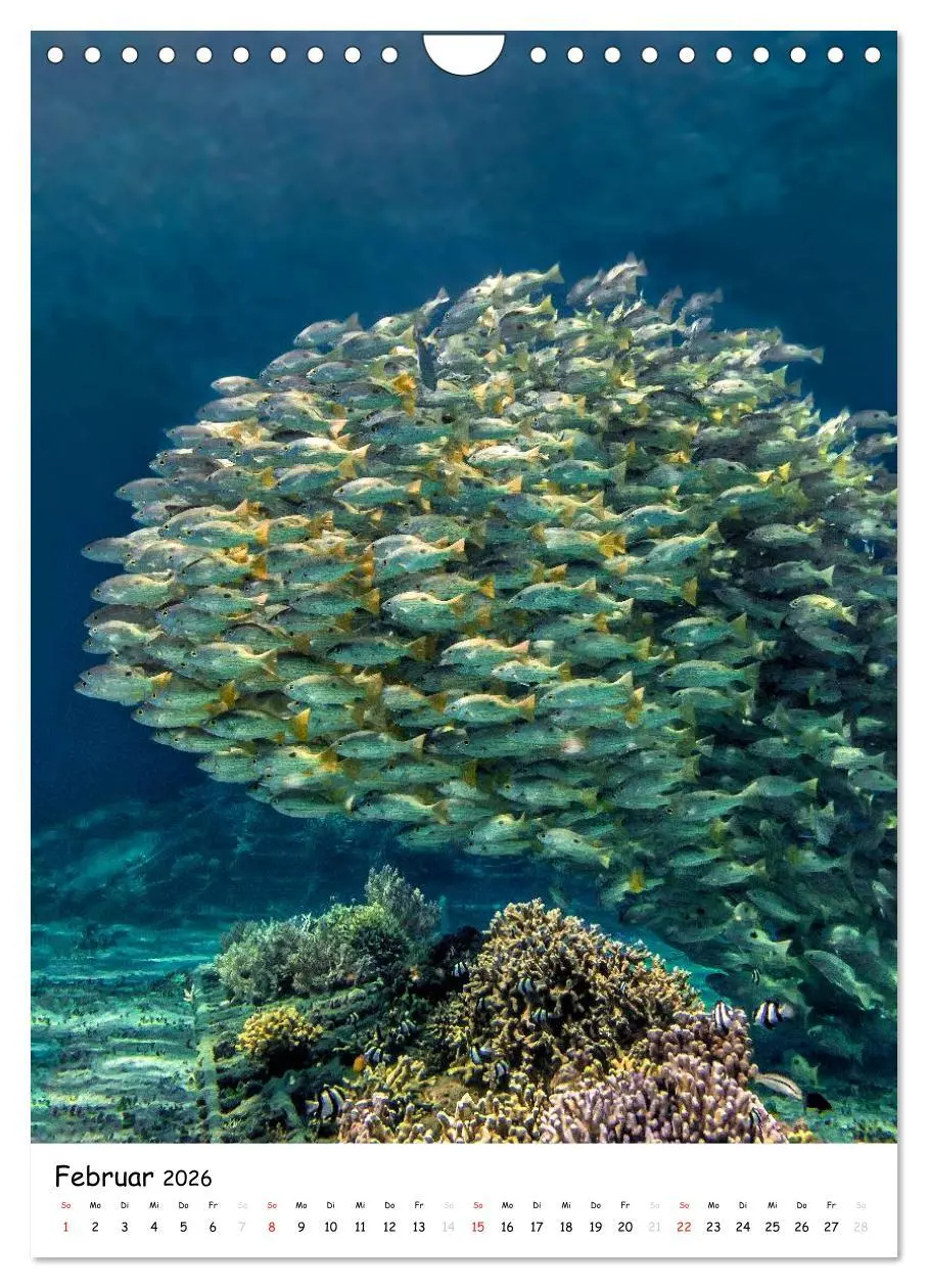 Bild: 9783516473698 | Abenteuer Tauchen (Wandkalender 2026 DIN A4 hoch), CALVENDO...