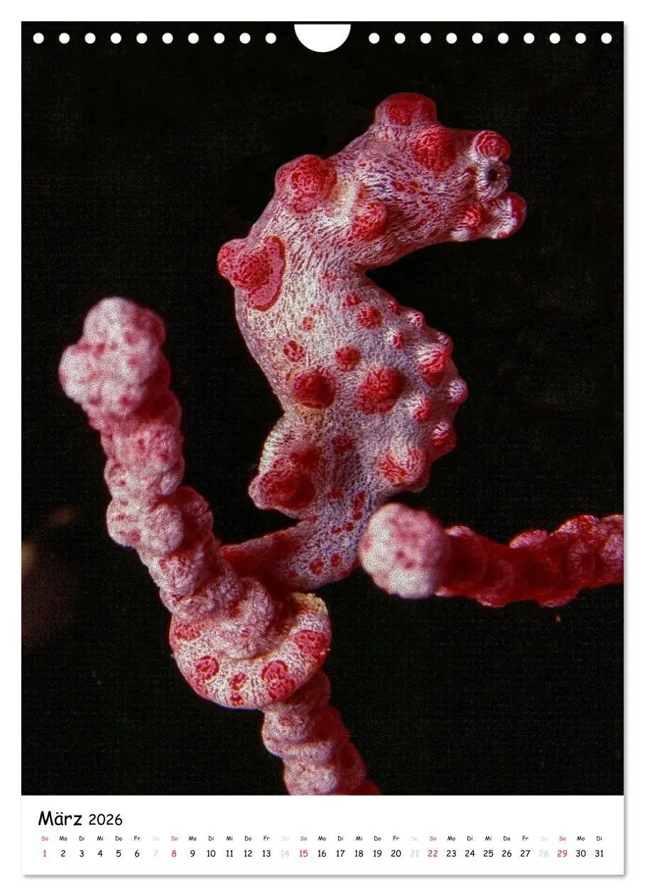 Bild: 9783516473698 | Abenteuer Tauchen (Wandkalender 2026 DIN A4 hoch), CALVENDO...