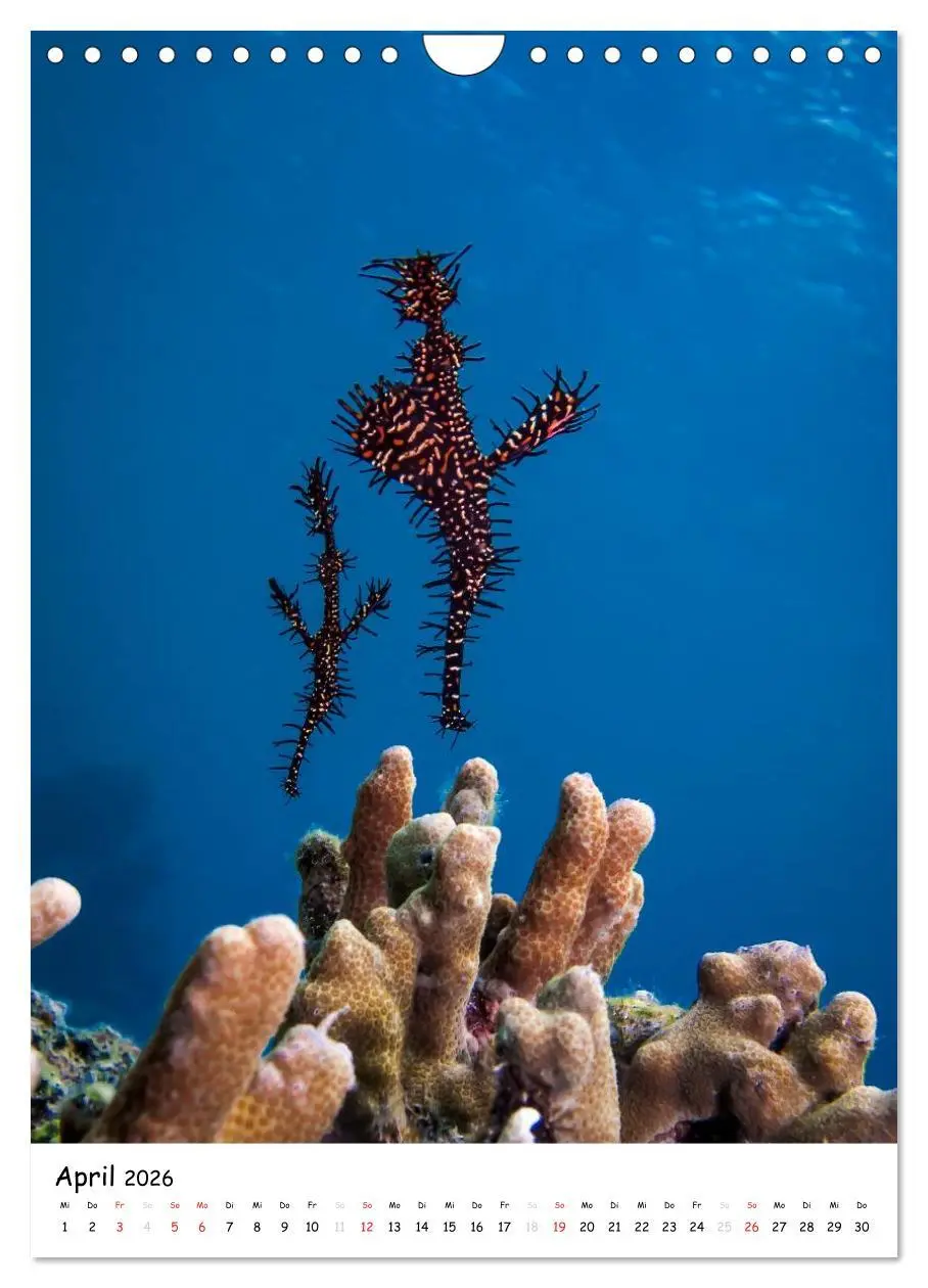 Bild: 9783516473698 | Abenteuer Tauchen (Wandkalender 2026 DIN A4 hoch), CALVENDO...