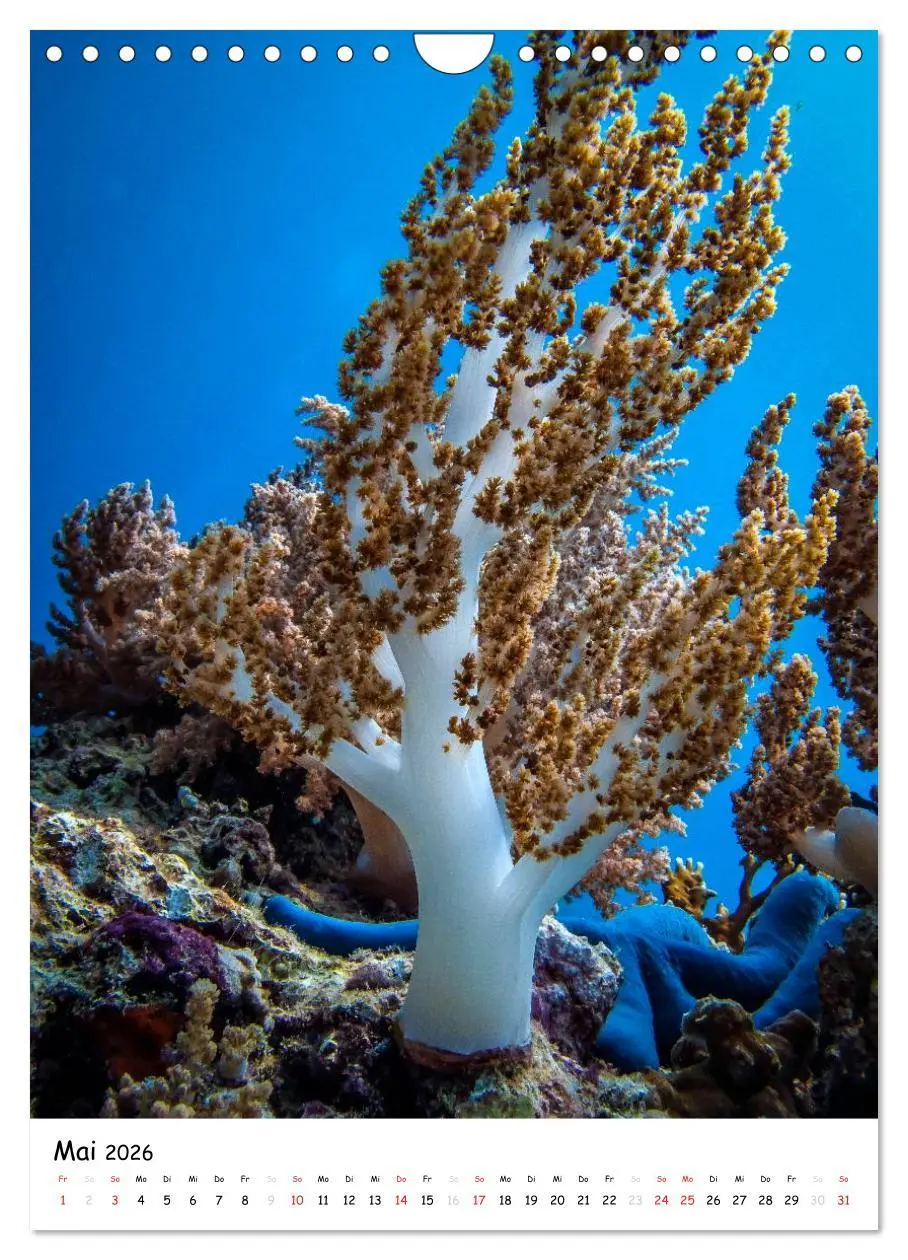 Bild: 9783516473698 | Abenteuer Tauchen (Wandkalender 2026 DIN A4 hoch), CALVENDO...
