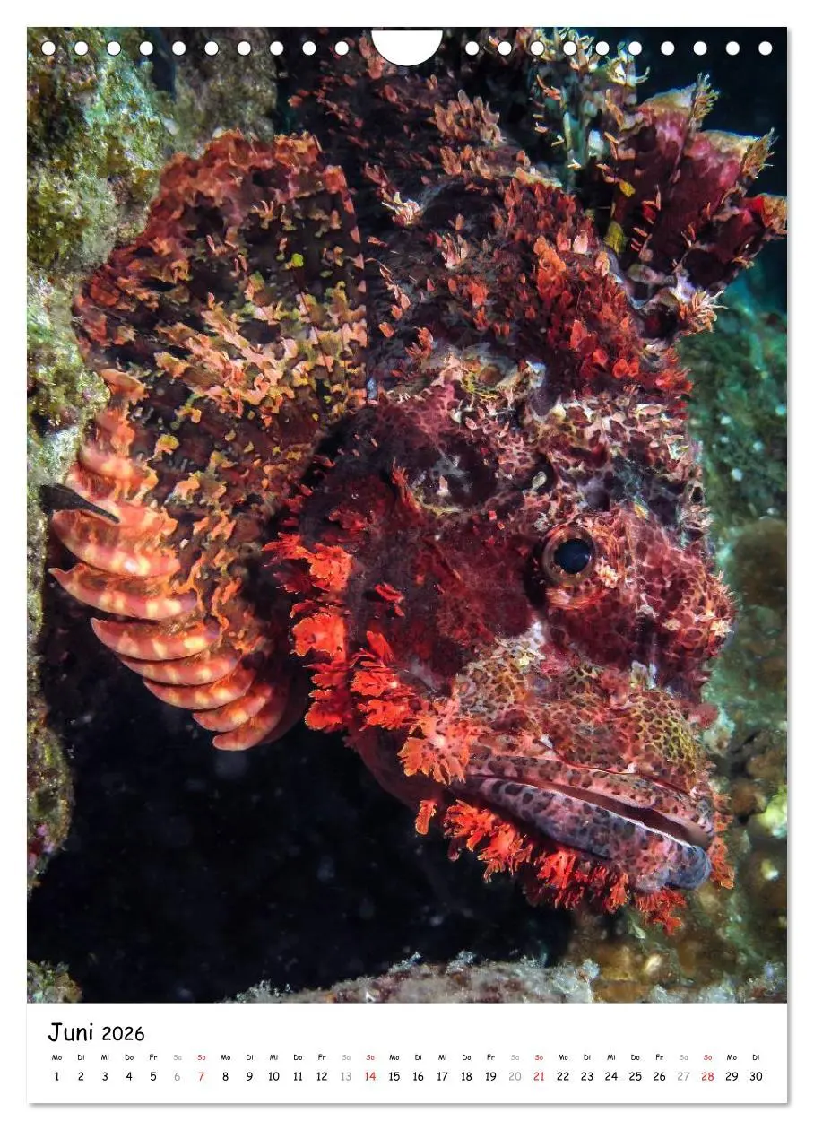 Bild: 9783516473698 | Abenteuer Tauchen (Wandkalender 2026 DIN A4 hoch), CALVENDO...