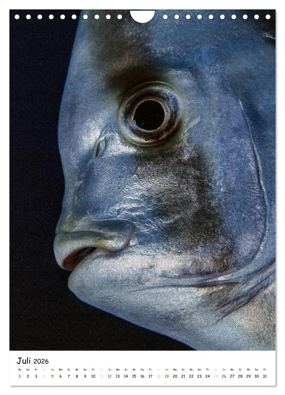 Bild: 9783516473698 | Abenteuer Tauchen (Wandkalender 2026 DIN A4 hoch), CALVENDO...