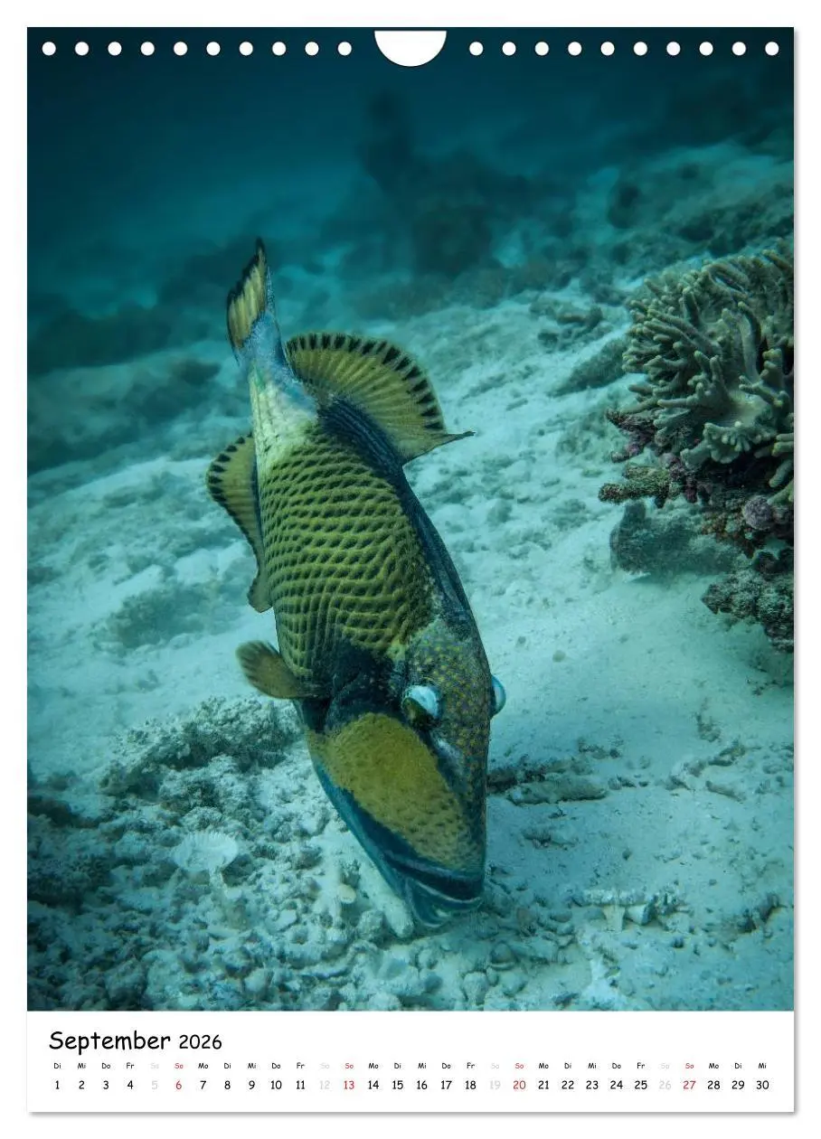 Bild: 9783516473698 | Abenteuer Tauchen (Wandkalender 2026 DIN A4 hoch), CALVENDO...