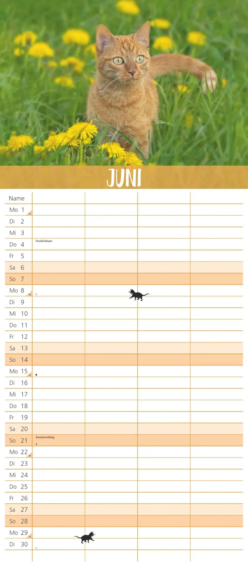 Bild: 4069095003798 | Dumonts Katzen Kalender - Familienplaner im Format 19,5 x 45 | 14 S.