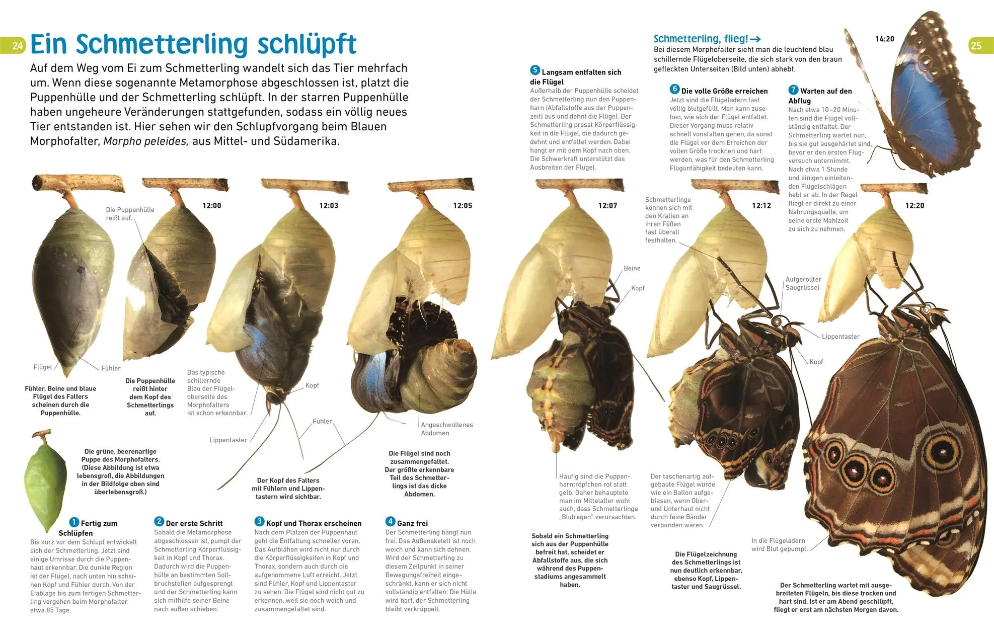 Bild: 9783831043798 | memo Wissen entdecken. Schmetterlinge | Paul Whalley | Buch | 72 S.