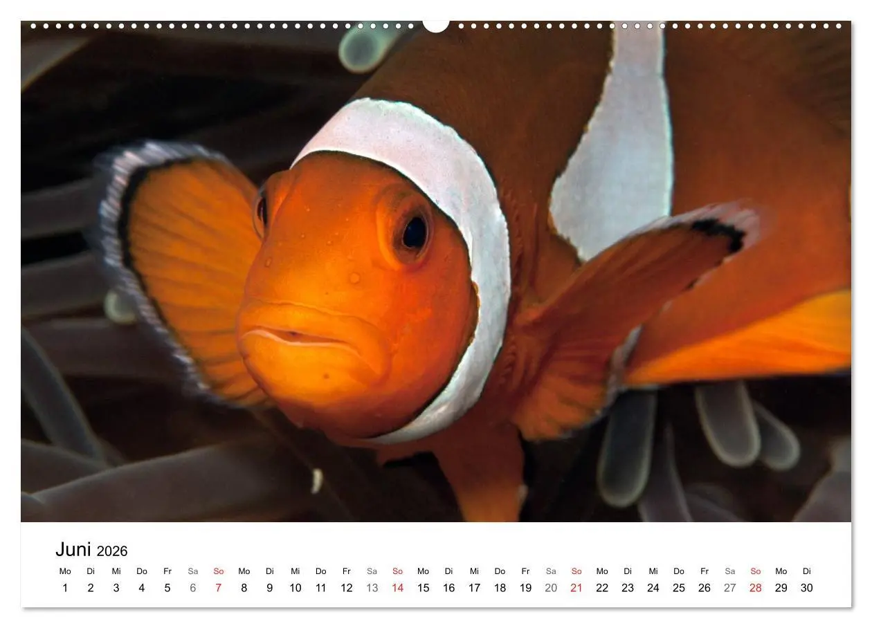Bild: 9783516063998 | Highlights aus dem Meer - Tauchkalender (hochwertiger Premium...