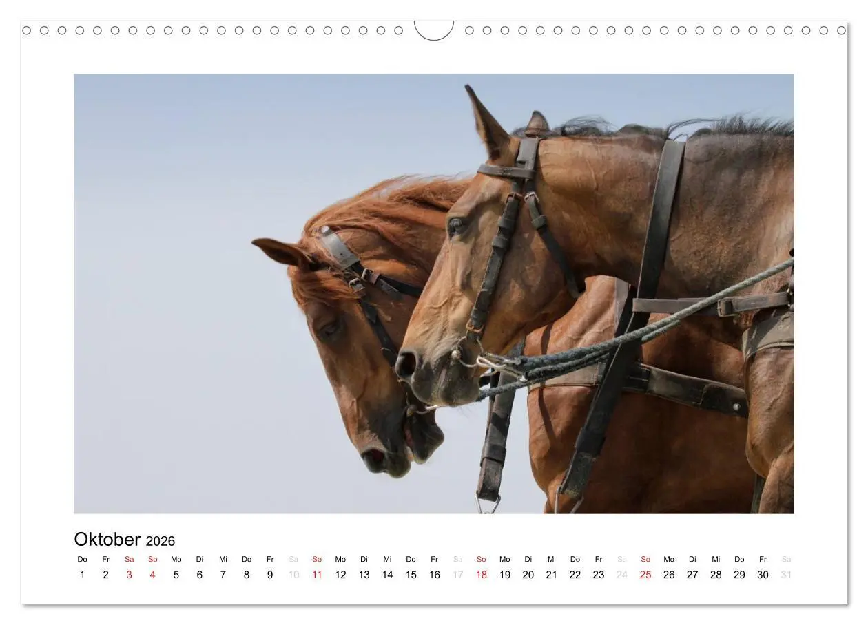 Bild: 9783516133998 | Die schöne Insel Neuwerk (Wandkalender 2026 DIN A3 quer), CALVENDO...