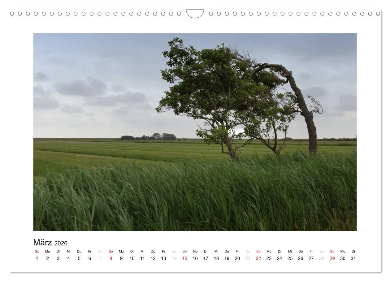 Bild: 9783516133998 | Die schöne Insel Neuwerk (Wandkalender 2026 DIN A3 quer), CALVENDO...