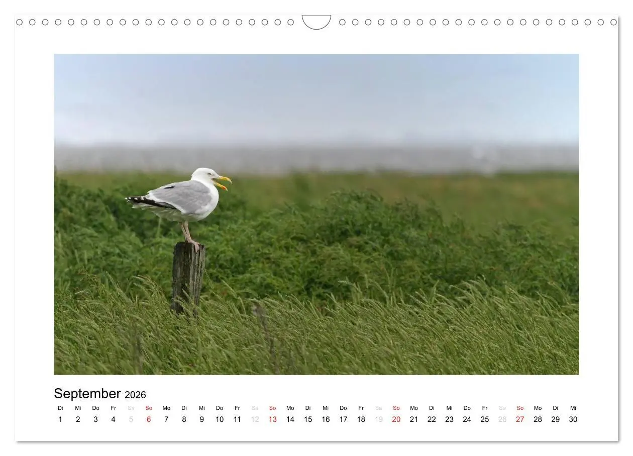 Bild: 9783516133998 | Die schöne Insel Neuwerk (Wandkalender 2026 DIN A3 quer), CALVENDO...