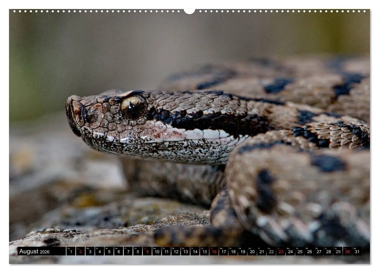 Bild: 9783516203998 | Einheimische Schlangen ganz nah (hochwertiger Premium Wandkalender...