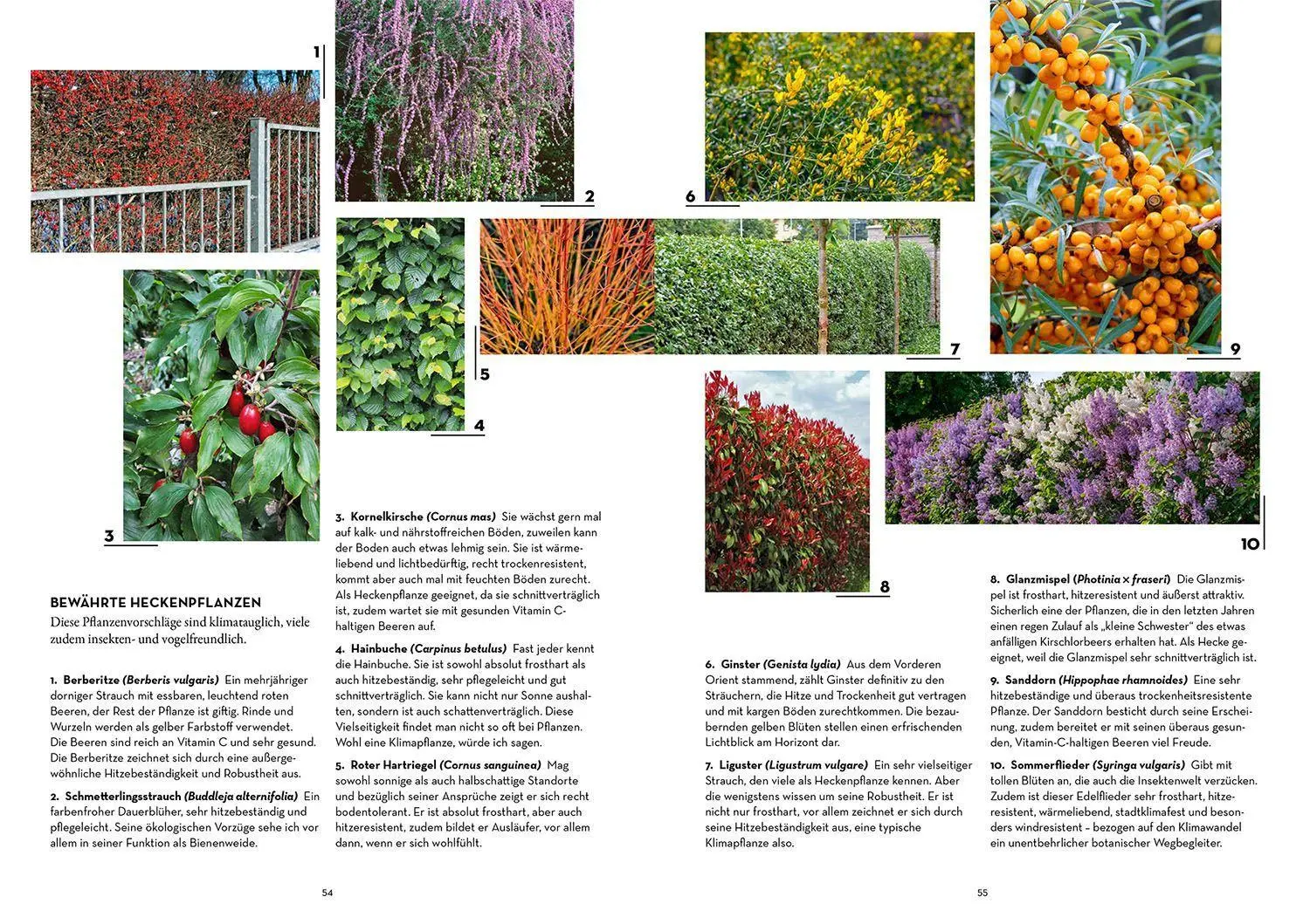 Bild: 9783440174098 | Oase - kühler Garten | Markus Meyer | Taschenbuch | 112 S. | Deutsch