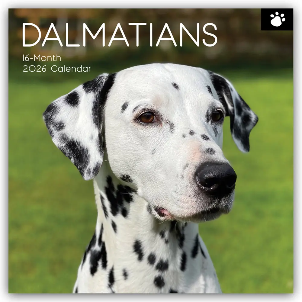 Cover: 9781836224198 | Dalmatians - Dalmatiner 2026 - 16-Monatskalender | Ltd | Kalender