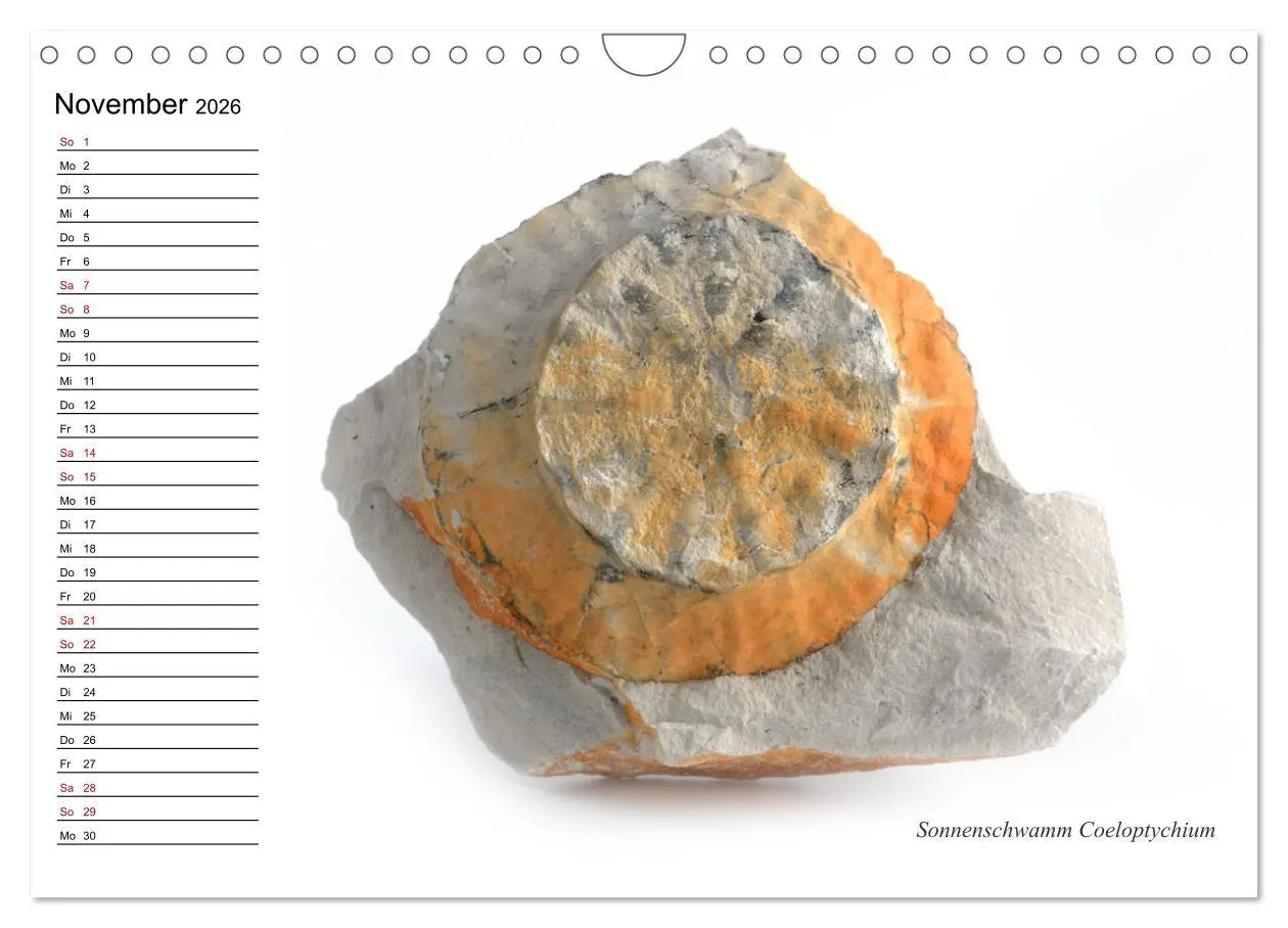 Bild: 9783457854198 | Fossilien - Versteinerte Relikte der Erdzeitalter (Wandkalender...