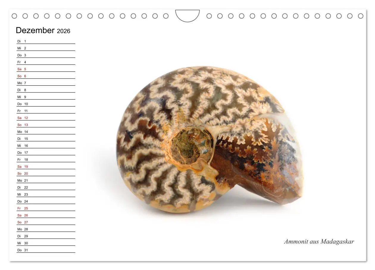Bild: 9783457854198 | Fossilien - Versteinerte Relikte der Erdzeitalter (Wandkalender...