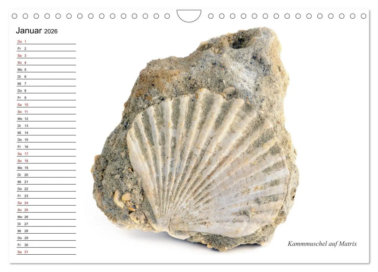 Bild: 9783457854198 | Fossilien - Versteinerte Relikte der Erdzeitalter (Wandkalender...