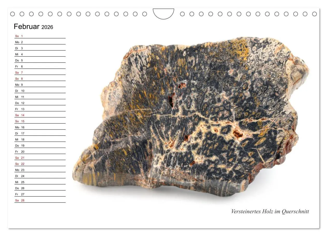 Bild: 9783457854198 | Fossilien - Versteinerte Relikte der Erdzeitalter (Wandkalender...
