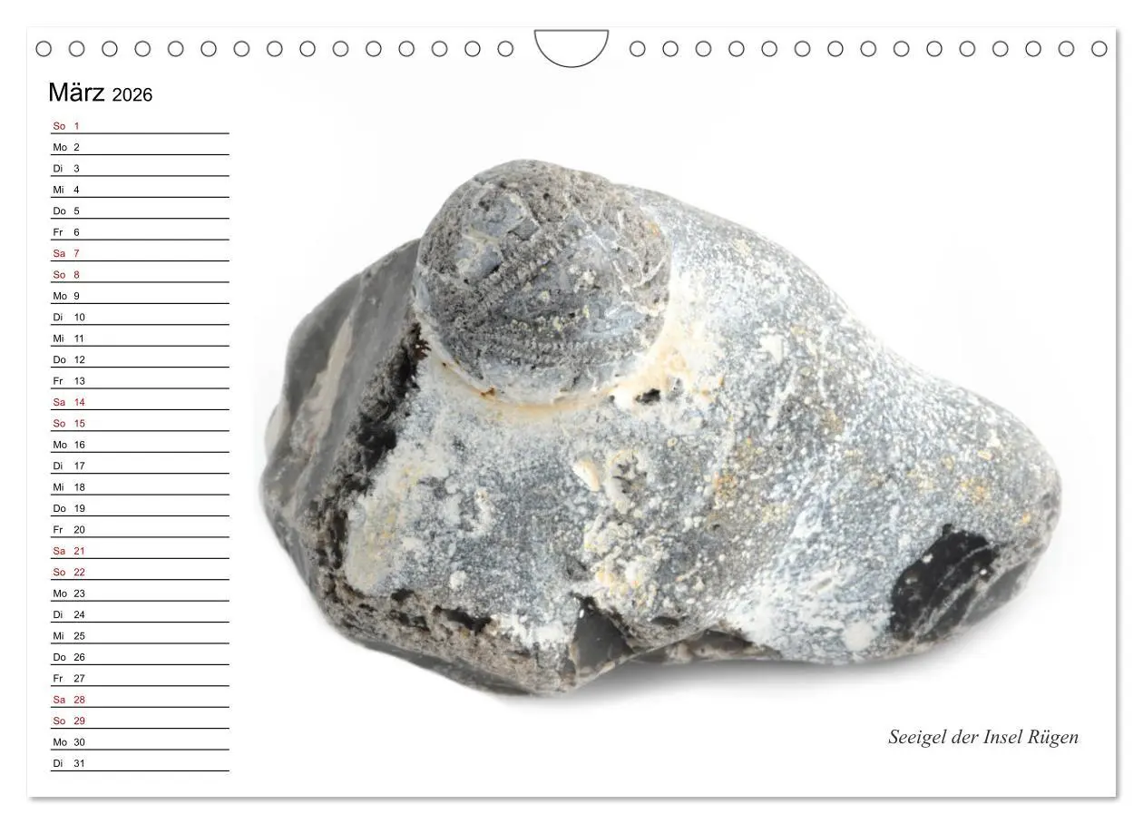Bild: 9783457854198 | Fossilien - Versteinerte Relikte der Erdzeitalter (Wandkalender...