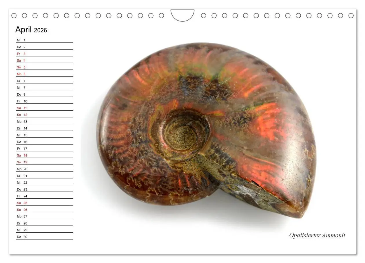 Bild: 9783457854198 | Fossilien - Versteinerte Relikte der Erdzeitalter (Wandkalender...