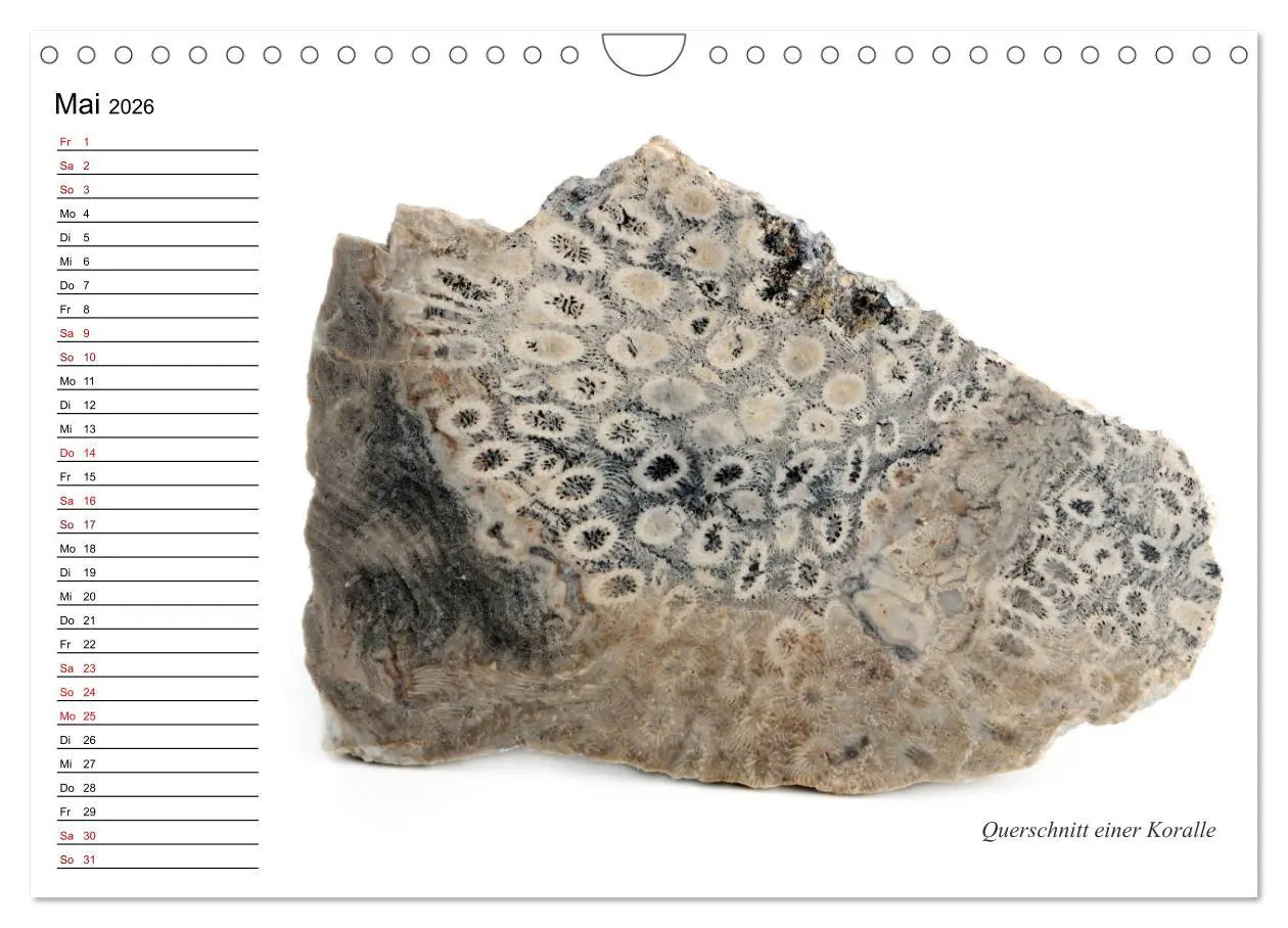 Bild: 9783457854198 | Fossilien - Versteinerte Relikte der Erdzeitalter (Wandkalender...