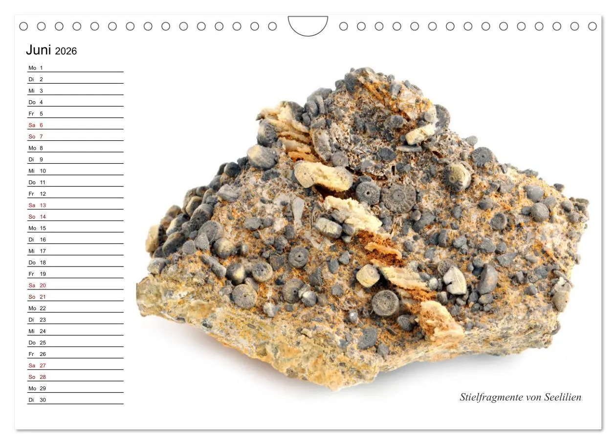 Bild: 9783457854198 | Fossilien - Versteinerte Relikte der Erdzeitalter (Wandkalender...
