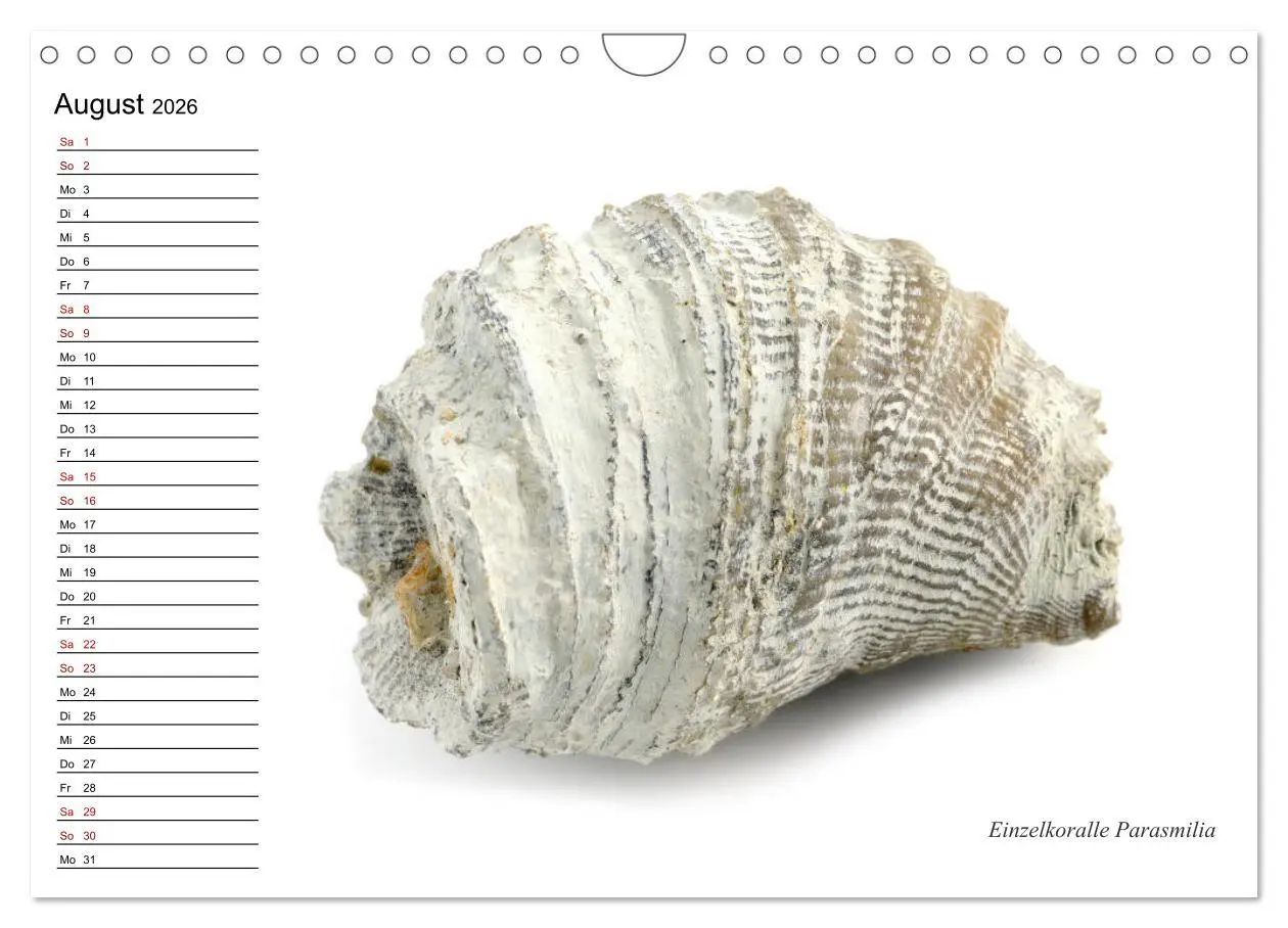 Bild: 9783457854198 | Fossilien - Versteinerte Relikte der Erdzeitalter (Wandkalender...