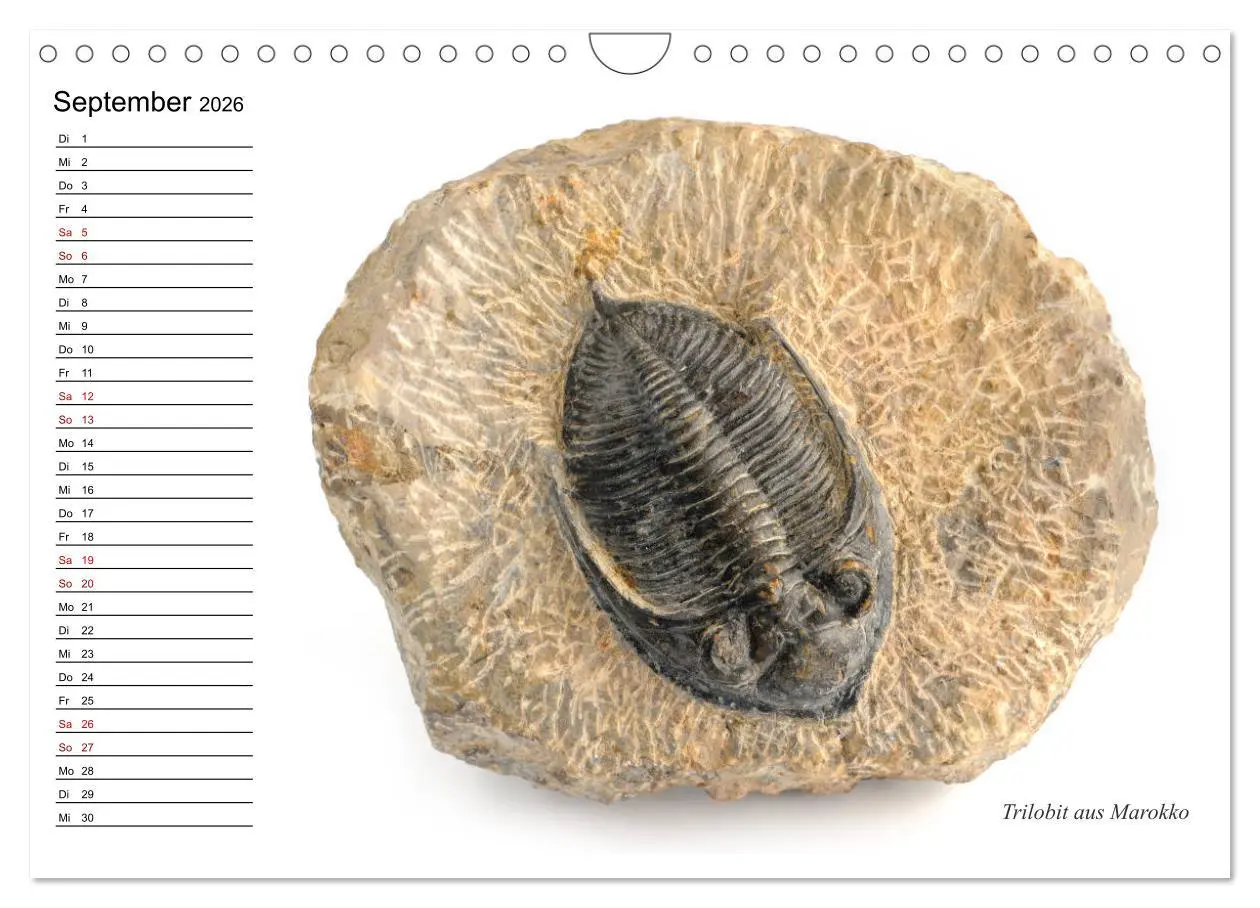 Bild: 9783457854198 | Fossilien - Versteinerte Relikte der Erdzeitalter (Wandkalender...