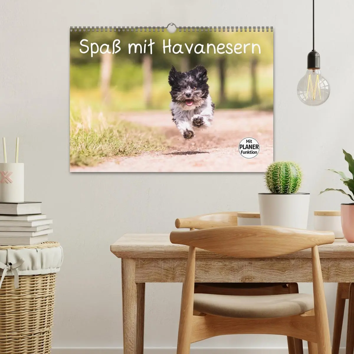 Bild: 9783516014198 | Spaß mit Havanesern (Wandkalender 2026 DIN A3 quer), CALVENDO...