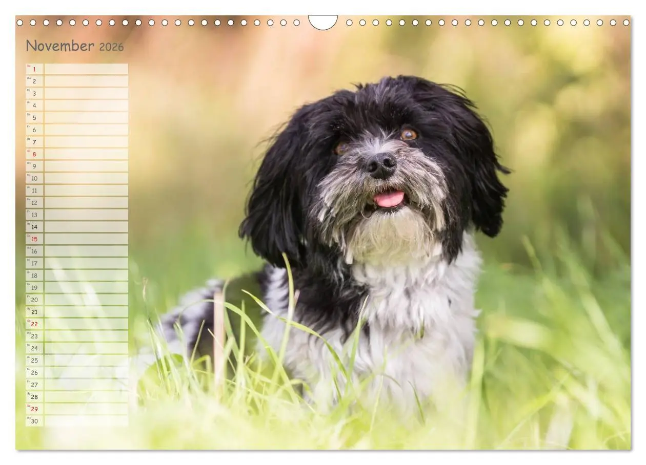 Bild: 9783516014198 | Spaß mit Havanesern (Wandkalender 2026 DIN A3 quer), CALVENDO...