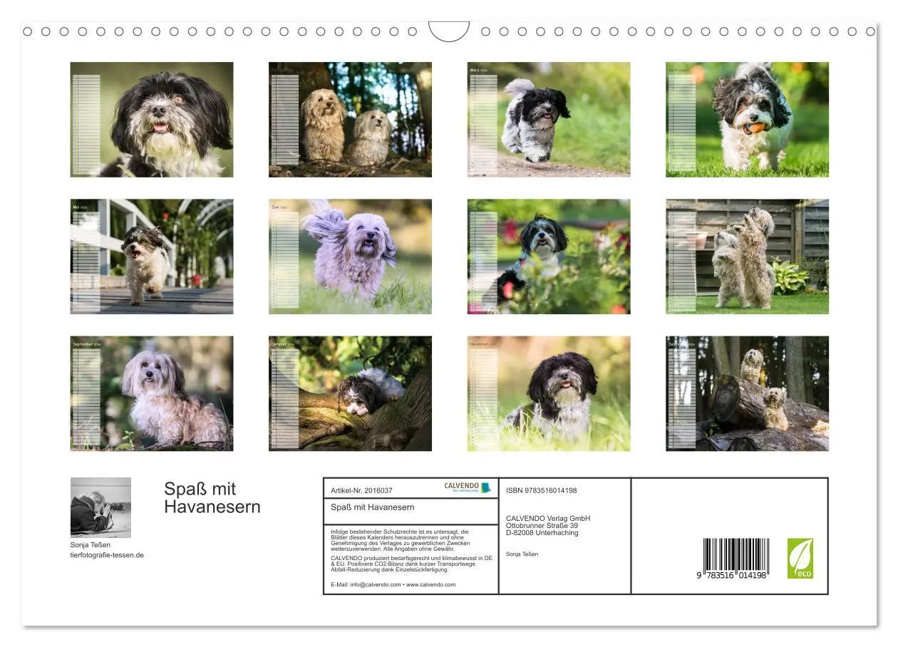 Bild: 9783516014198 | Spaß mit Havanesern (Wandkalender 2026 DIN A3 quer), CALVENDO...
