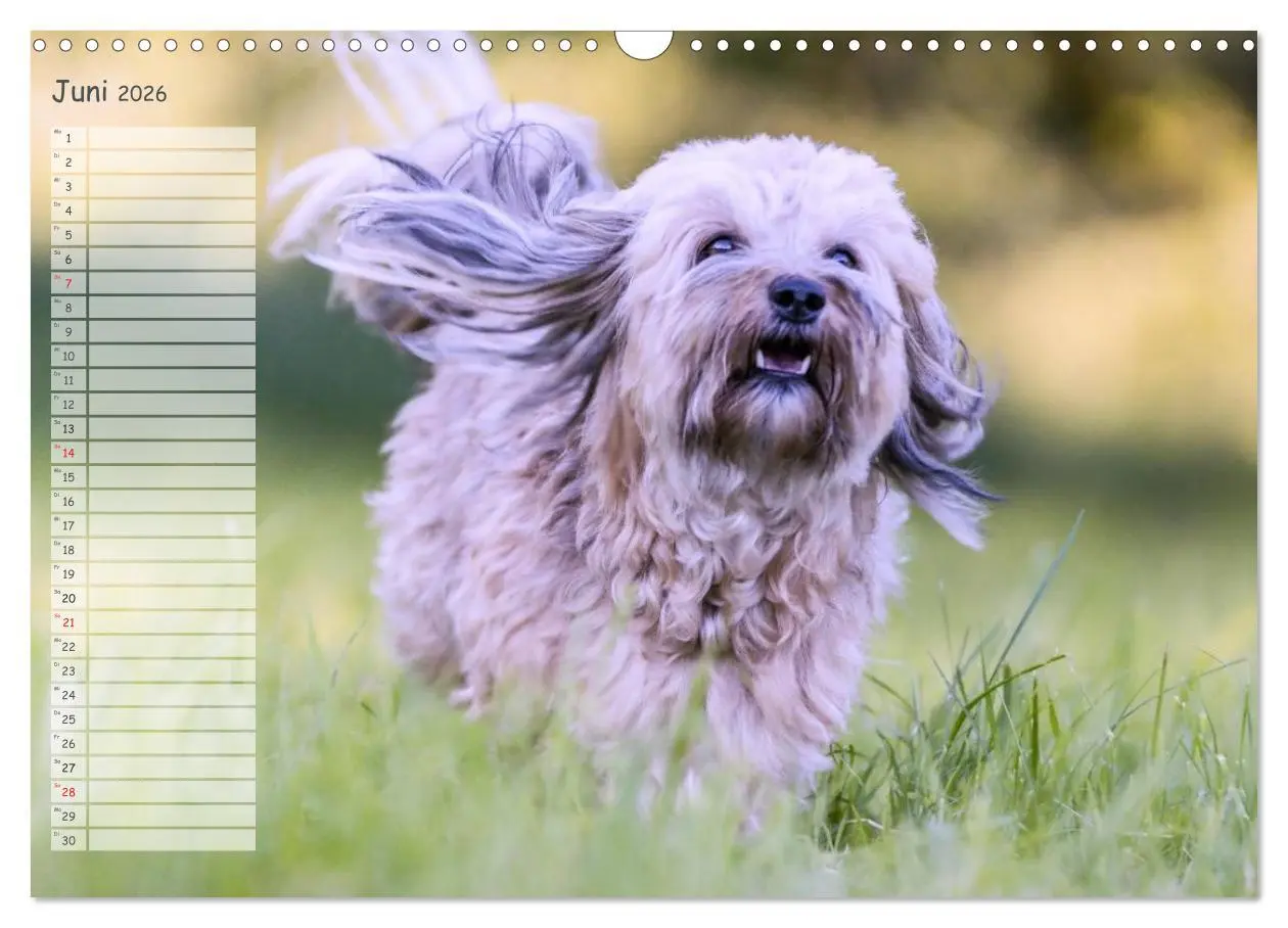 Bild: 9783516014198 | Spaß mit Havanesern (Wandkalender 2026 DIN A3 quer), CALVENDO...