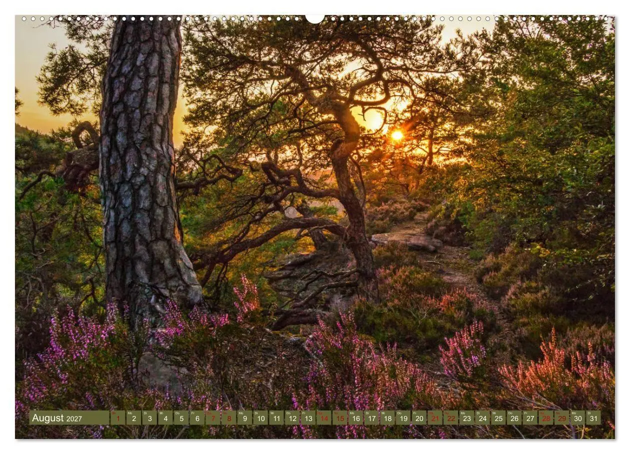Bild: 9783569584198 | Augenschmaus Pfälzer Wald (hochwertiger Premium Wandkalender 2027...