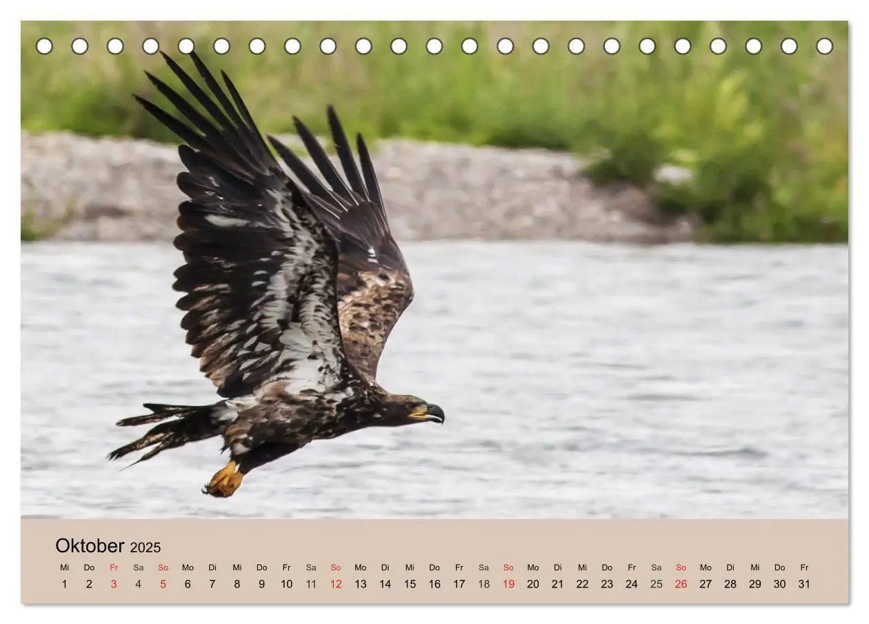 Bild: 9783435514298 | Der Steinadler. Majestätischer Greifvogel (Tischkalender 2025 DIN...