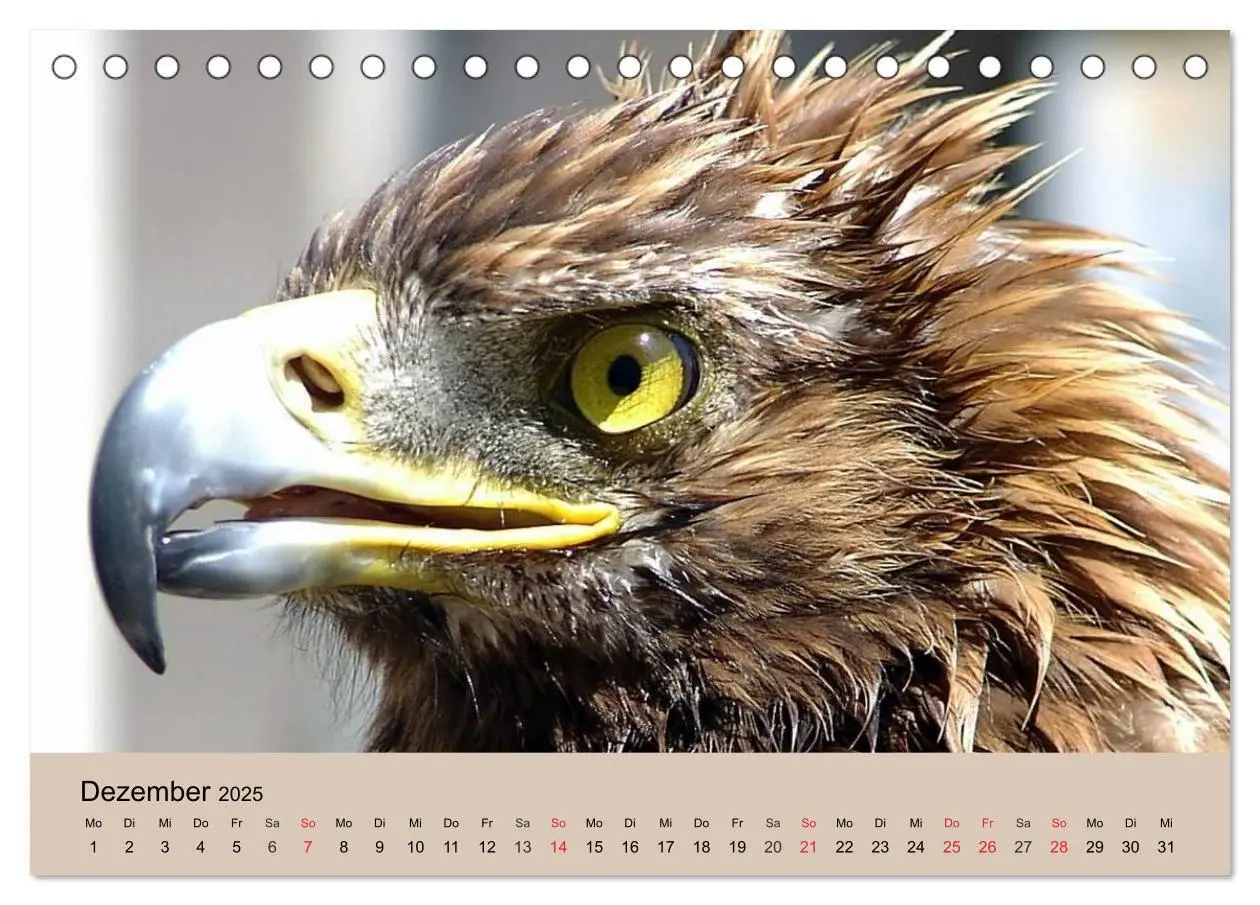 Bild: 9783435514298 | Der Steinadler. Majestätischer Greifvogel (Tischkalender 2025 DIN...