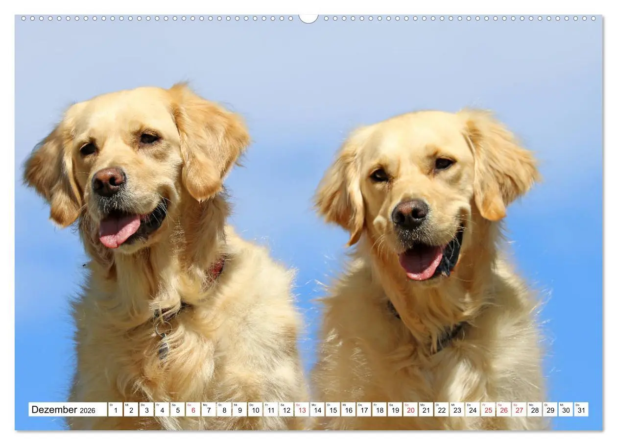 Bild: 9783516004298 | Golden Retriever ein treuer Begleiter (hochwertiger Premium...