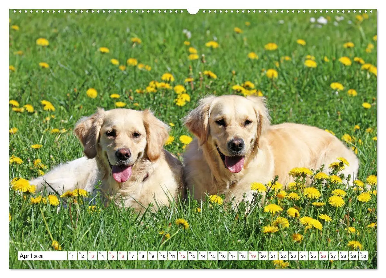 Bild: 9783516004298 | Golden Retriever ein treuer Begleiter (hochwertiger Premium...