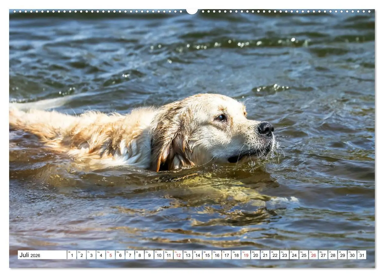 Bild: 9783516004298 | Golden Retriever ein treuer Begleiter (hochwertiger Premium...