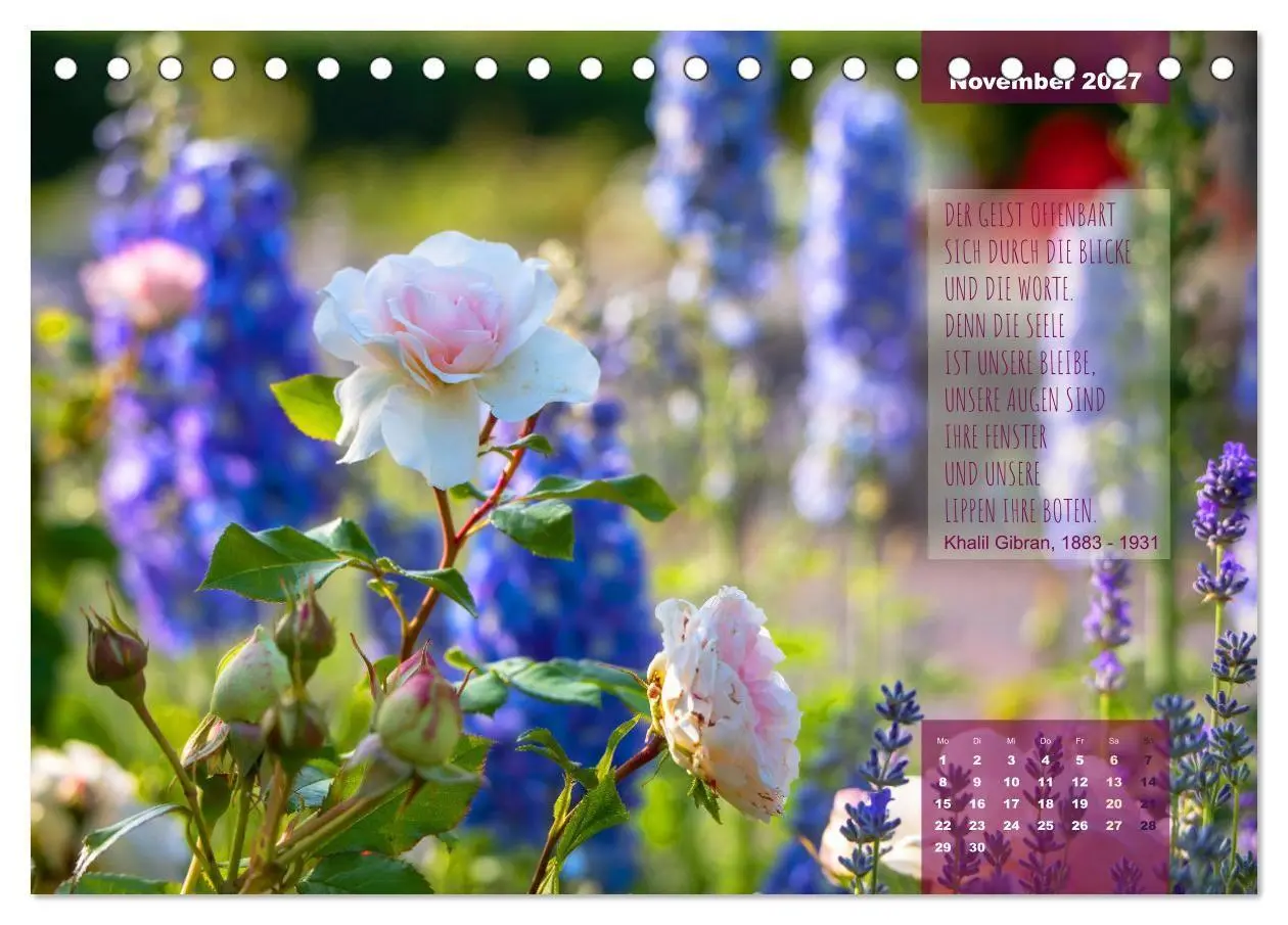 Bild: 9783569404298 | Rose Königin des Gartens (Tischkalender 2027 DIN A5 quer), CALVENDO...
