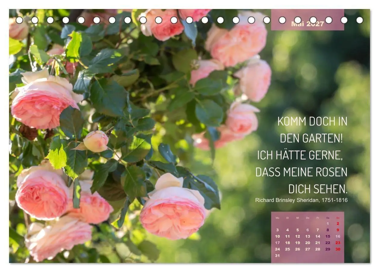 Bild: 9783569404298 | Rose Königin des Gartens (Tischkalender 2027 DIN A5 quer), CALVENDO...