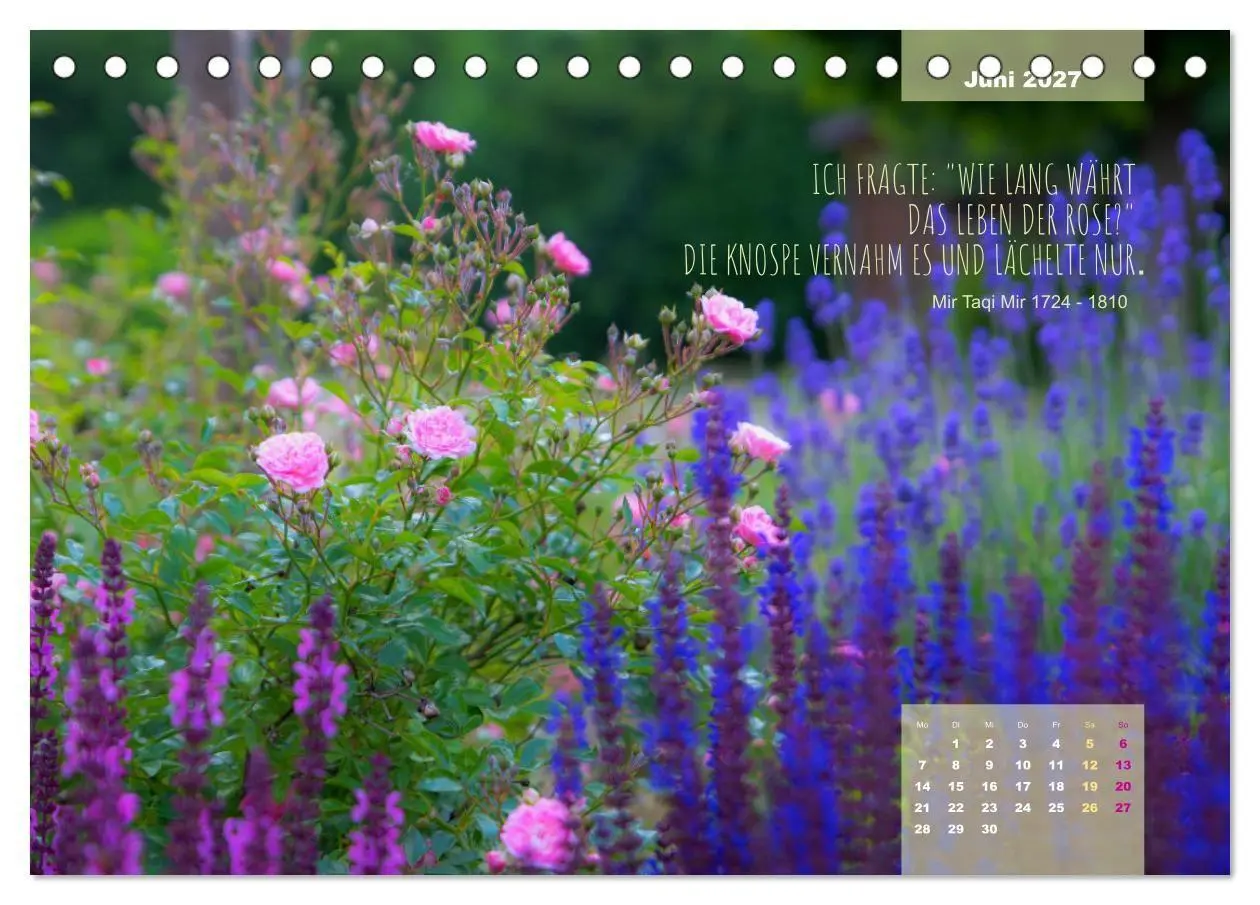 Bild: 9783569404298 | Rose Königin des Gartens (Tischkalender 2027 DIN A5 quer), CALVENDO...