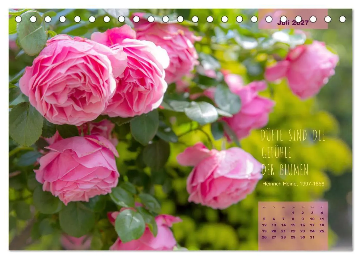 Bild: 9783569404298 | Rose Königin des Gartens (Tischkalender 2027 DIN A5 quer), CALVENDO...