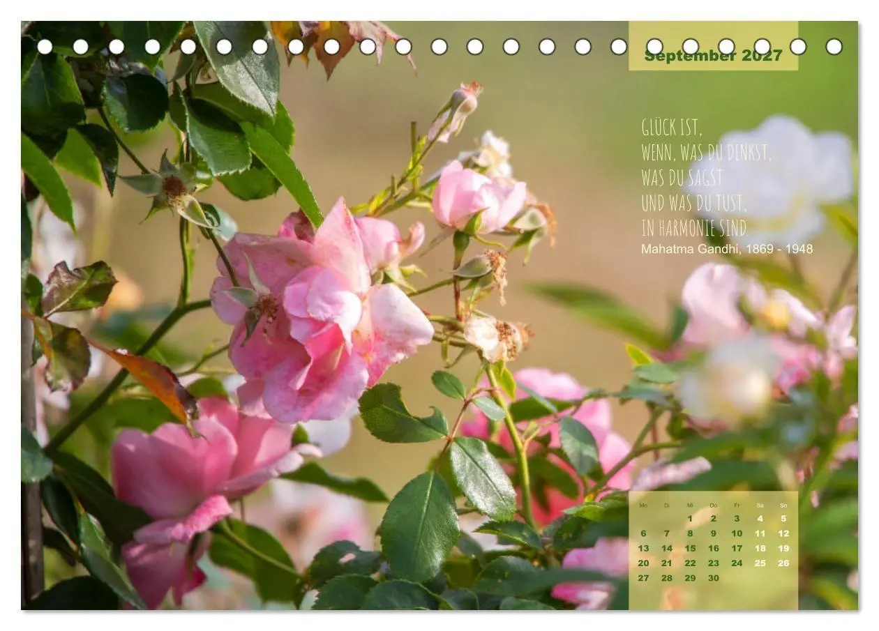 Bild: 9783569404298 | Rose Königin des Gartens (Tischkalender 2027 DIN A5 quer), CALVENDO...