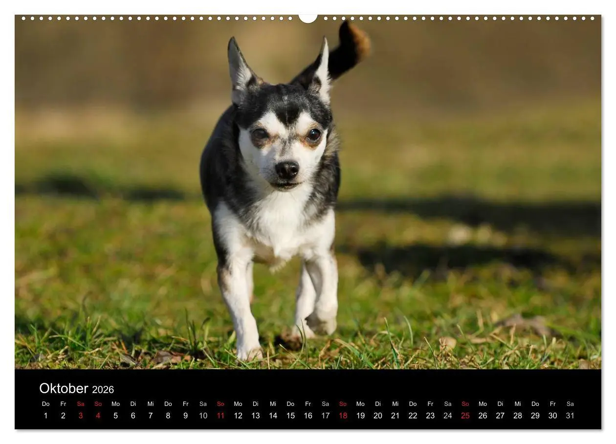 Bild: 9783516164398 | Chihuahua - Kleine Hunde ganz groß (hochwertiger Premium...