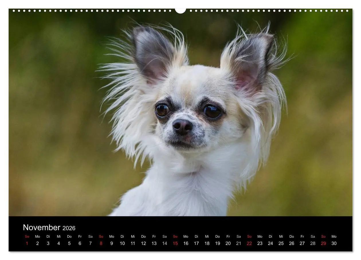 Bild: 9783516164398 | Chihuahua - Kleine Hunde ganz groß (hochwertiger Premium...