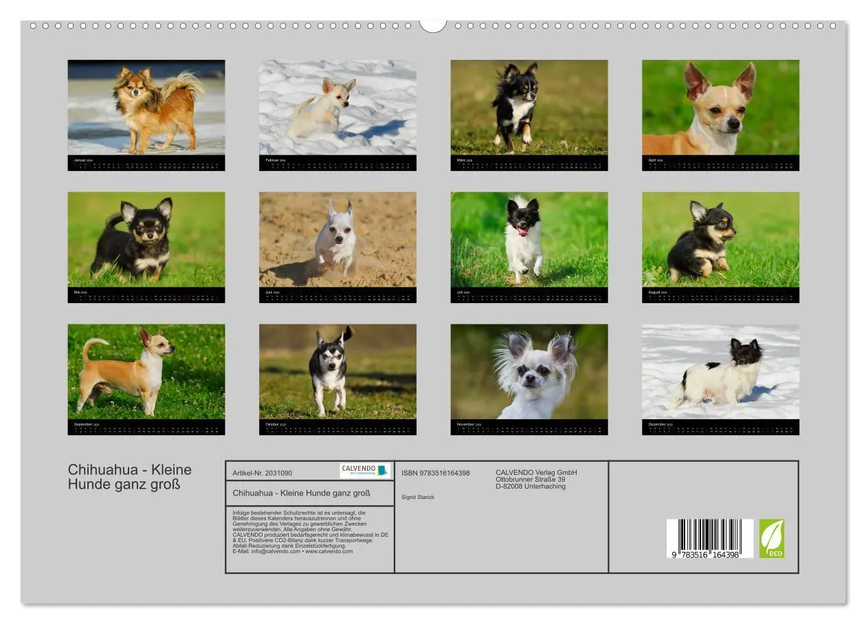 Bild: 9783516164398 | Chihuahua - Kleine Hunde ganz groß (hochwertiger Premium...