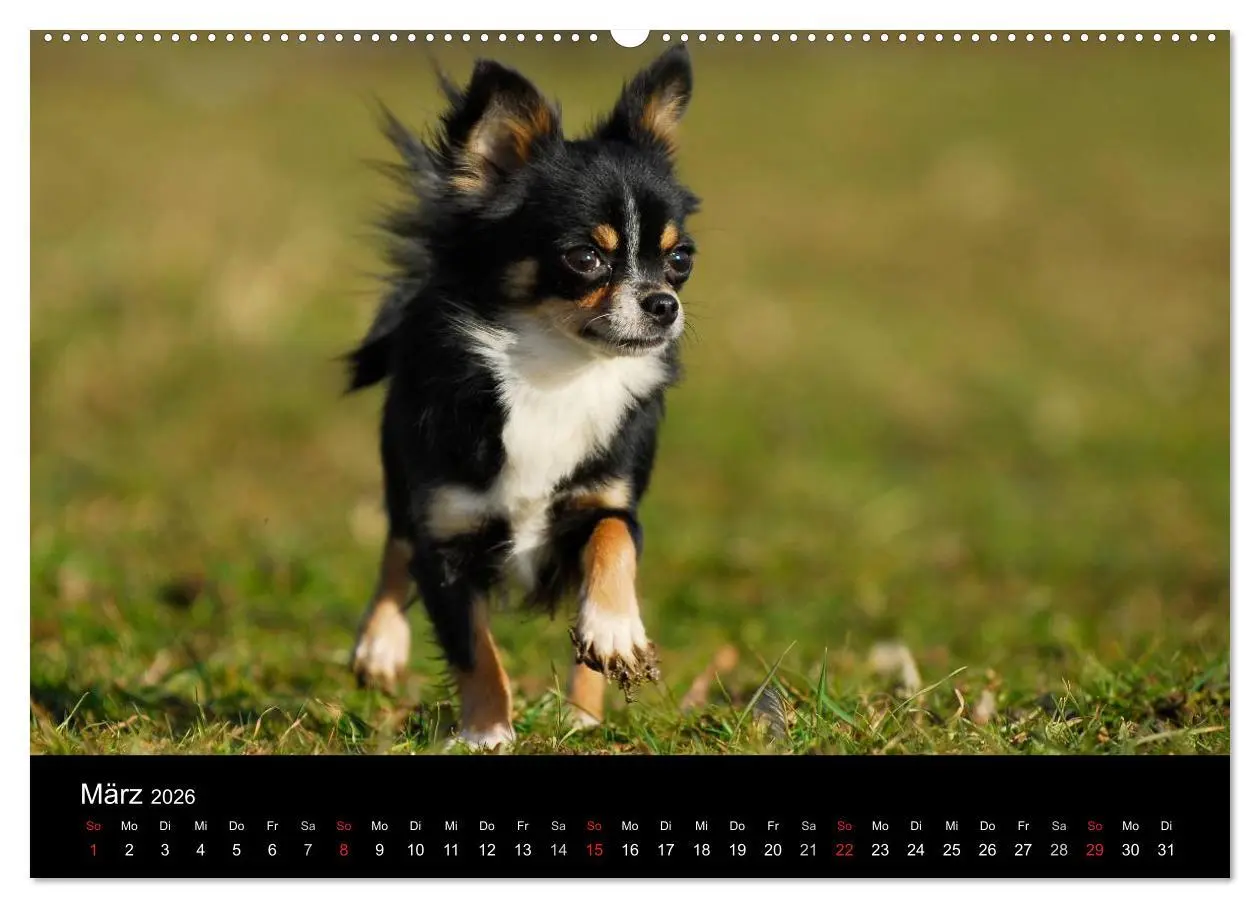 Bild: 9783516164398 | Chihuahua - Kleine Hunde ganz groß (hochwertiger Premium...