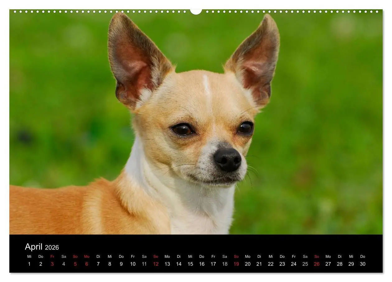 Bild: 9783516164398 | Chihuahua - Kleine Hunde ganz groß (hochwertiger Premium...