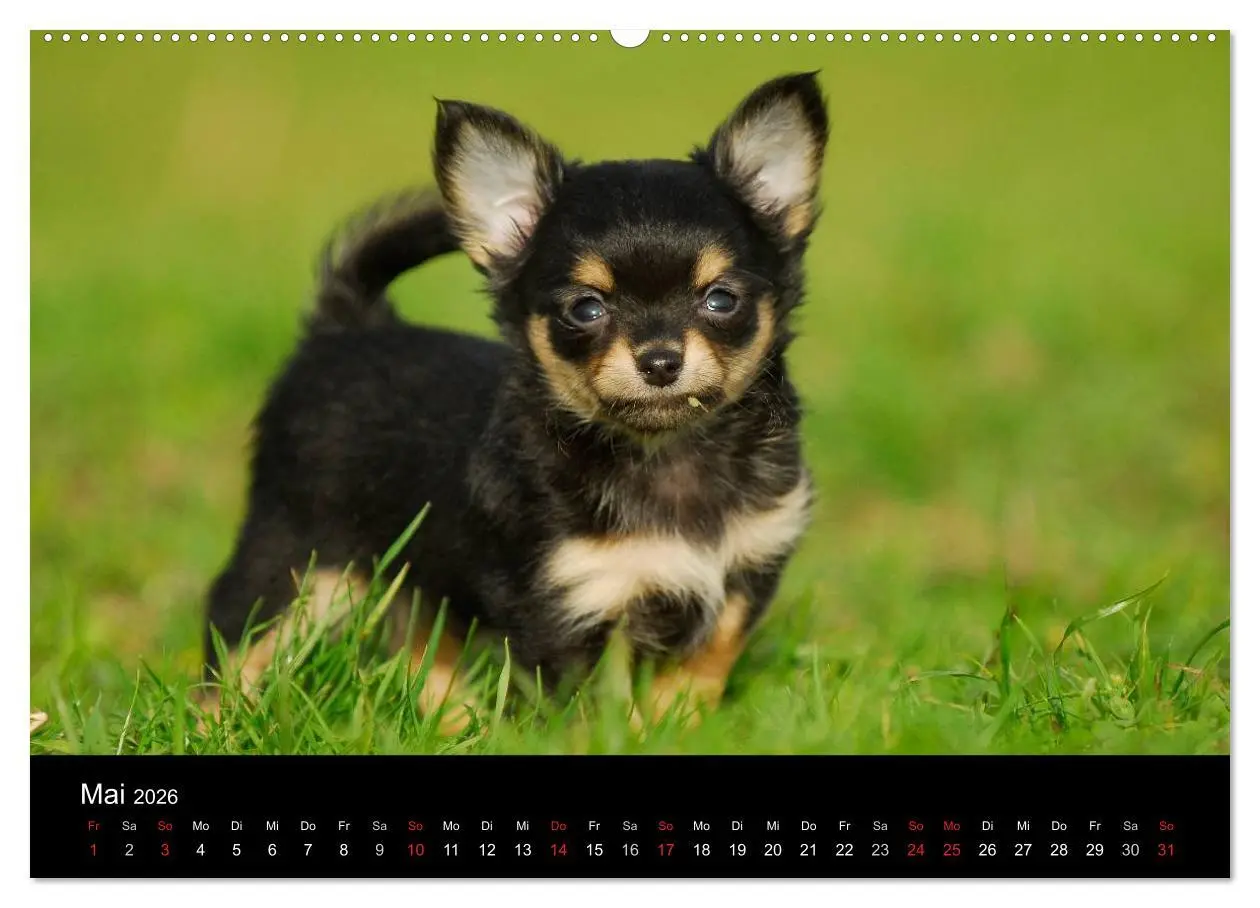 Bild: 9783516164398 | Chihuahua - Kleine Hunde ganz groß (hochwertiger Premium...