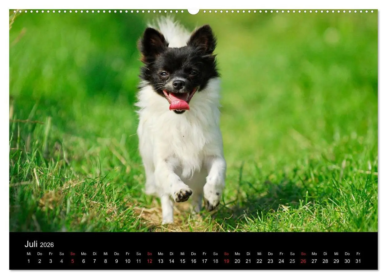 Bild: 9783516164398 | Chihuahua - Kleine Hunde ganz groß (hochwertiger Premium...